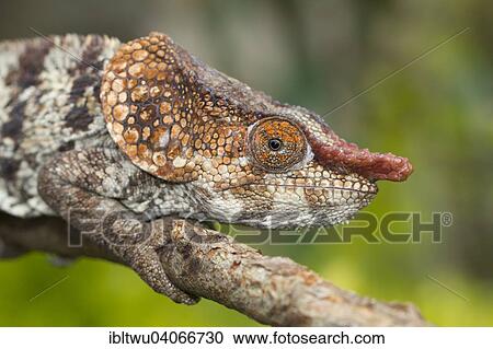 "Short-horned Chameleon (Calumma brevicornis), male, near the rainforest of Andasibe, eastern Madagascar, Madagascar, Africa" View Large Photo Image Stock Image - "Short-horned Chameleon (Calumma brevicornis), male, near the rainforest of Andasibe, eastern Madagascar, Madagascar, Africa". Fotosearch