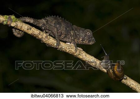 Stock Image - "Short-horned Chameleon (Calumma brevicornis), juvenile, with a snail, in the rain forests of Andasibe, eastern Madagascar, Madagascar, Africa". Fotosearch