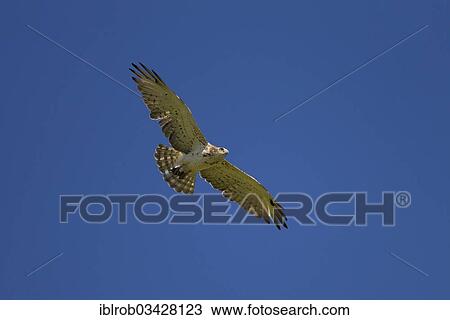 "Short-toed Snake Eagle (Circaetus gallicus) in flight, Extremadura, Spain, Europe" View Large Photo Image Stock Image - "Short-toed Snake Eagle (Circaetus gallicus) in flight, Extremadura, Spain, Europe". Fotosearch