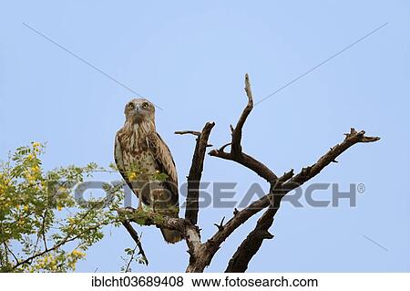 Stock Photo - "Short-toed Snake Eagle (Circaetus gallicus), Keoladeo National Park, Bharatpur, Rajasthan, India, Asia". Fotosearch