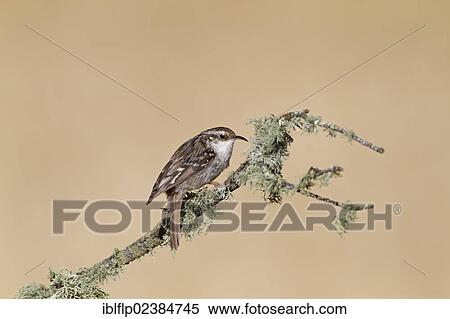 "Short-toed Treecreeper (Certhia brachydactyla), adult, perched on lichen covered twig, Castilla y Leon, Spain, Europe" View Large Photo Image Stock Photography - "Short-toed Treecreeper (Certhia brachydactyla), adult, perched on lichen covered twig, Castilla y Leon, Spain, Europe". Fotosearch