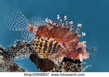 "Shortfin turkeyfish (Dendrochirus brachypterus), Makadi Bay, Red Sea, Hurghada, Egypt, Africa" View Large Photo Image Stock Photo - "Shortfin turkeyfish (Dendrochirus brachypterus), Makadi Bay, Red Sea, Hurghada, Egypt, Africa". Fotosearch