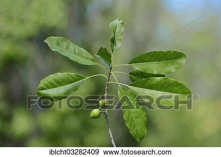 "Shortleaf fig, giant bearded fig or wild banyantree (Ficus citrifolia), branch with fruit, Sanibel Island, Florida, United States, North America" View Large Photo Image Stock Photo - "Shortleaf fig, giant bearded fig or wild banyantree (Ficus citrifolia), branch with fruit, Sanibel Island, Florida, United States, North America". Fotosearch