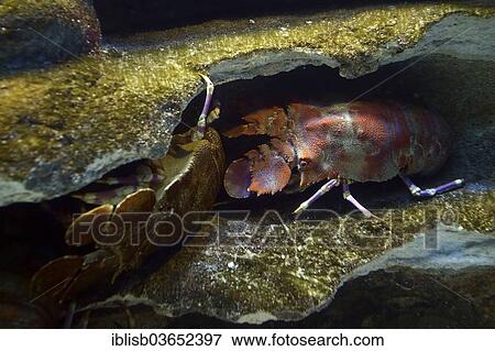 "Shoveller Crayfish (Scyllarides elizabethae), in an aquarium, Cape Town, Western Cape, South Africa, Africa" View Large Photo Image Stock Photo - "Shoveller Crayfish (Scyllarides elizabethae), in an aquarium, Cape Town, Western Cape, South Africa, Africa". Fotosearch
