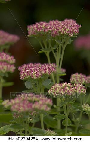 "Showy Stonecrop (Sedum spectabile, Hylotelephium spectabile 'Autumn Joy'), Bergisches Land, North Rhine-Westphalia, Germany, Europe" View Large Photo Image Picture - "Showy Stonecrop (Sedum spectabile, Hylotelephium spectabile 'Autumn Joy'), Bergisches Land, North Rhine-Westphalia, Germany, Europe". Fotosearch
