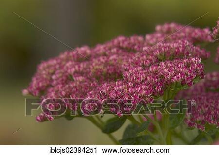 "Showy Stonecrop (Sedum spectabile, Hylotelephium spectabile 'Autumn Joy'), Bergisches Land, North Rhine-Westphalia, Germany, Europe" View Large Photo Image Stock Image - "Showy Stonecrop (Sedum spectabile, Hylotelephium spectabile 'Autumn Joy'), Bergisches Land, North Rhine-Westphalia, Germany, Europe". Fotosearch