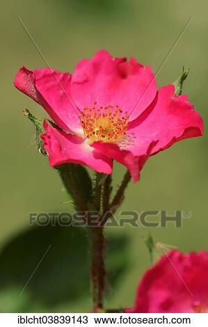 "Shrub rose (Rosa spp. ), Rosy Carpet variety, blossom, Germany, Europe" View Large Photo Image Stock Image - "Shrub rose (Rosa spp. ), Rosy Carpet variety, blossom, Germany, Europe". Fotosearch
