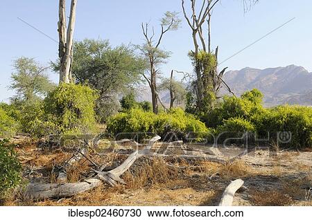 "Shrubland, Brandberg mountain at the back, Damaraland, Namibia, Africa" View Large Photo Image Stock Image - "Shrubland, Brandberg mountain at the back, Damaraland, Namibia, Africa". Fotosearch