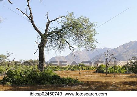 Stock Image - "Shrubland, Brandberg mountain at the back, Damaraland, Namibia, Africa". Fotosearch