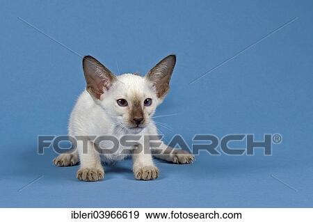 Siam cat View Large Photo Image Stock Photo - Siam cat. Fotosearch