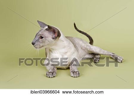 Picture - "Siamese cat, 2 years, blue tortie, point coloration". Fotosearch