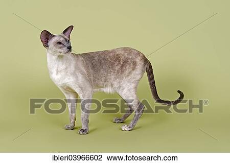 Stock Image - "Siamese cat, 2 years, blue tortie, point coloration". Fotosearch