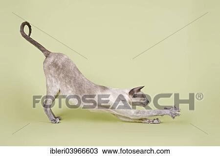"Siamese cat, 2 years, blue tortie, point coloration" View Large Photo Image Stock Image - "Siamese cat, 2 years, blue tortie, point coloration". Fotosearch