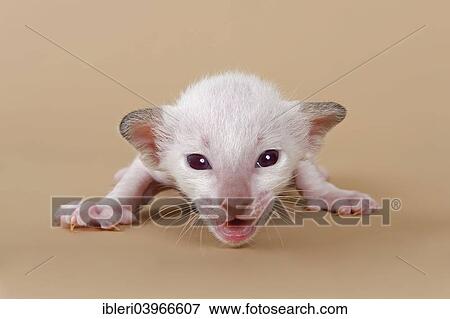 Stock Photo - "Siamese kitten, 2 weeks". Fotosearch