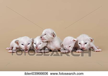 "Siamese kitten, 2 weeks" View Large Photo Image Stock Photograph - "Siamese kitten, 2 weeks". Fotosearch