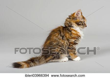 Picture - "Siberian Cat, kitten, 7 weeks". Fotosearch