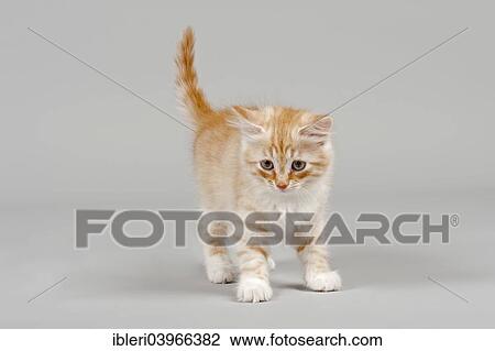 "Siberian Cat, kitten, 7 weeks" View Large Photo Image Stock Image - "Siberian Cat, kitten, 7 weeks". Fotosearch