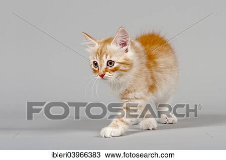Stock Image - "Siberian Cat, kitten, 7 weeks". Fotosearch