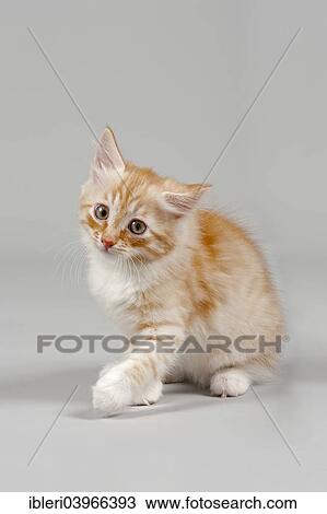 Stock Image - "Siberian Cat, kitten, 7 weeks". Fotosearch