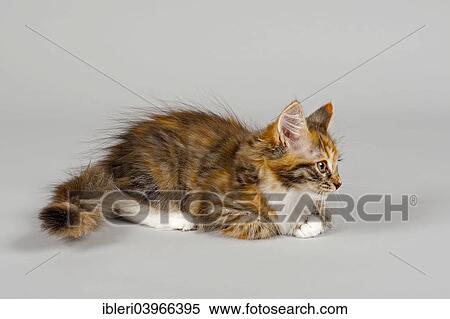 Stock Photography - "Siberian Cat, kitten, 7 weeks". Fotosearch