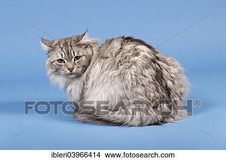 Picture - Siberian Cat. Fotosearch