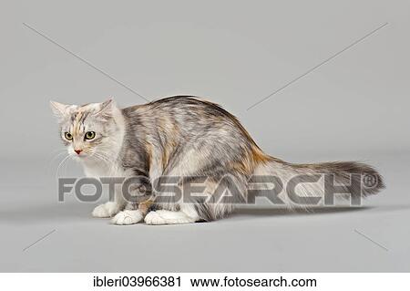 Stock Image - Siberian Cat. Fotosearch