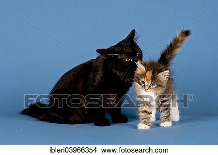 "Siberian Cat with kitten, 7 weeks" View Large Photo Image Picture - "Siberian Cat with kitten, 7 weeks". Fotosearch
