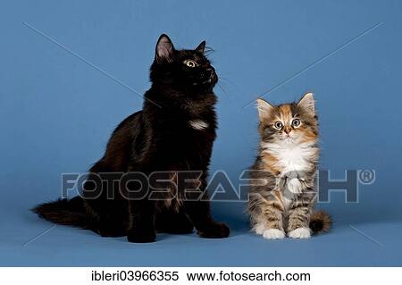 "Siberian Cat with kitten, 7 weeks" View Large Photo Image Stock Photography - "Siberian Cat with kitten, 7 weeks". Fotosearch