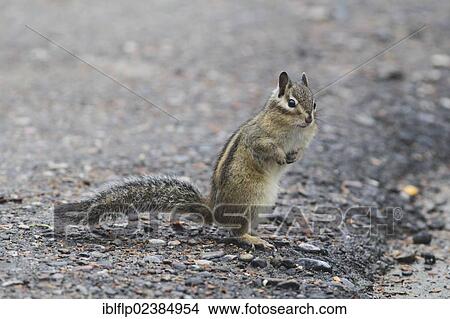 Picture - "Siberian Chipmunk (Tamias sibiricus), adult, foraging for scraps at roadside, Yeliguan, Gansu Province, China, People's Republic of China, Asia". Fotosearch