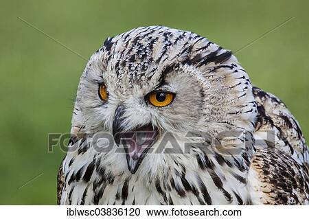 "Siberian Eagle Owl (Bubo bubo sibiricus), captive, Saarland, Germany, Europe" View Large Photo Image Stock Image - "Siberian Eagle Owl (Bubo bubo sibiricus), captive, Saarland, Germany, Europe". Fotosearch