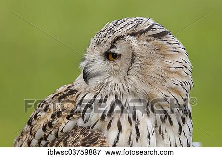 "Siberian Eagle Owl (Bubo bubo sibiricus), captive, Saarland, Germany, Europe" View Large Photo Image Stock Photo - "Siberian Eagle Owl (Bubo bubo sibiricus), captive, Saarland, Germany, Europe". Fotosearch