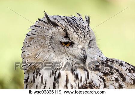 "Siberian Eagle Owl (Bubo bubo sibiricus), captive, Saarland, Germany, Europe" View Large Photo Image Stock Photo - "Siberian Eagle Owl (Bubo bubo sibiricus), captive, Saarland, Germany, Europe". Fotosearch