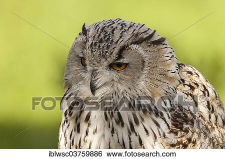 "Siberian Eagle Owl (Bubo bubo sibiricus), captive, Saarland, Germany, Europe" View Large Photo Image Stock Photograph - "Siberian Eagle Owl (Bubo bubo sibiricus), captive, Saarland, Germany, Europe". Fotosearch