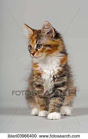 "Siberian Forest Cat, kitten, 7 weeks" View Large Photo Image Stock Image - "Siberian Forest Cat, kitten, 7 weeks". Fotosearch
