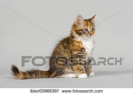 "Siberian Forest Cat, kitten, 7 weeks" View Large Photo Image Stock Photo - "Siberian Forest Cat, kitten, 7 weeks". Fotosearch