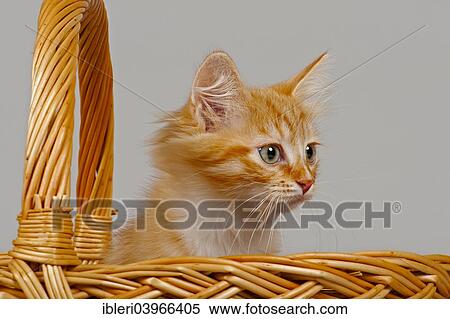 "Siberian Forest Cat, kitten, 7 weeks, in a basket" View Large Photo Image Stock Photography - "Siberian Forest Cat, kitten, 7 weeks, in a basket". Fotosearch