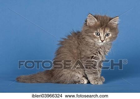 "Siberian Forest Cat, kitten" View Large Photo Image Picture - "Siberian Forest Cat, kitten". Fotosearch