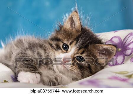 "Siberian Forest Cat, kitten" View Large Photo Image Picture - "Siberian Forest Cat, kitten". Fotosearch