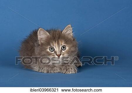 Stock Image - "Siberian Forest Cat, kitten". Fotosearch