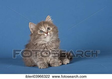 Stock Image - "Siberian Forest Cat, kitten". Fotosearch