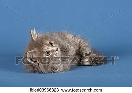 "Siberian Forest Cat, kitten" View Large Photo Image Stock Image - "Siberian Forest Cat, kitten". Fotosearch