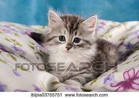"Siberian Forest Cat, kitten" View Large Photo Image Stock Image - "Siberian Forest Cat, kitten". Fotosearch