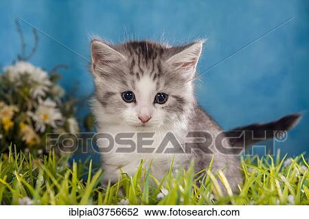 Stock Image - "Siberian Forest Cat, kitten". Fotosearch