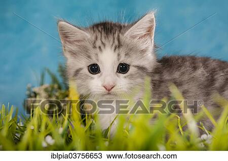 "Siberian Forest Cat, kitten" View Large Photo Image Stock Image - "Siberian Forest Cat, kitten". Fotosearch