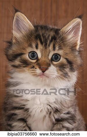 "Siberian Forest Cat, kitten" View Large Photo Image Stock Image - "Siberian Forest Cat, kitten". Fotosearch