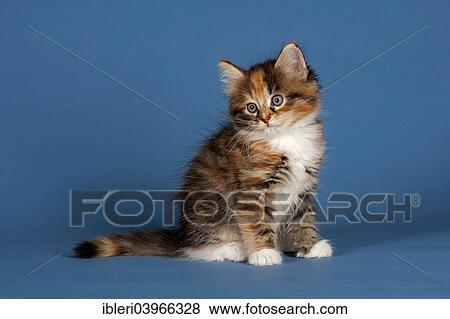 Stock Photo - "Siberian Forest Cat, kitten". Fotosearch
