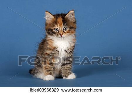 Stock Photo - "Siberian Forest Cat, kitten". Fotosearch