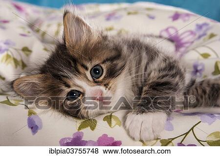 "Siberian Forest Cat, kitten" View Large Photo Image Stock Photo - "Siberian Forest Cat, kitten". Fotosearch