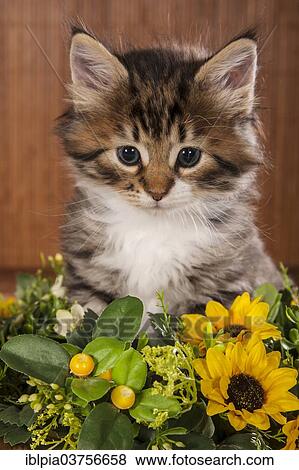 "Siberian Forest Cat, kitten" View Large Photo Image Stock Photo - "Siberian Forest Cat, kitten". Fotosearch