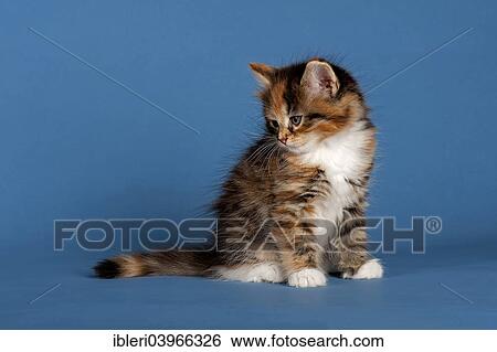 Stock Photograph - "Siberian Forest Cat, kitten". Fotosearch
